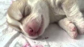 Beautiful Husky Puppy - Day 2 by Pure Siberian Husky 190,949 views 9 years ago 50 seconds