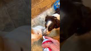 Teeny Kitten Thinks Hes A Dachshund The Dodo