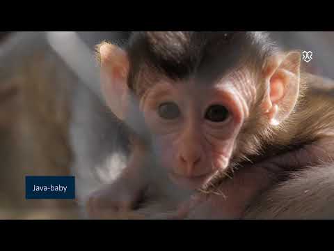 Welcome at BPRC - video from Bprc