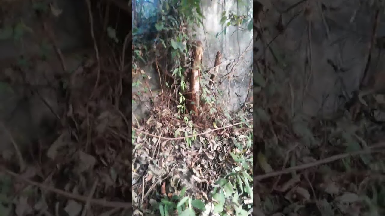 Rừng xanh yêu thương  p 2