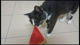Cat reaction when she taste a watermelon by Smoky & Animals 2,436 views 5 months ago 40 seconds