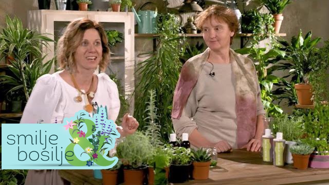 SMILJE I BOSILJE | NAJLEKOVITIJA BILJKA - KOPRIVA | TV DR