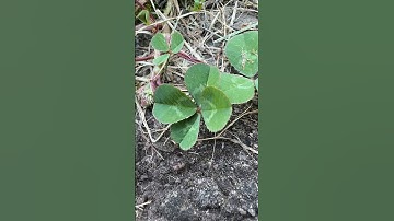 Did You Ever Find A Four Leaf Clover?
