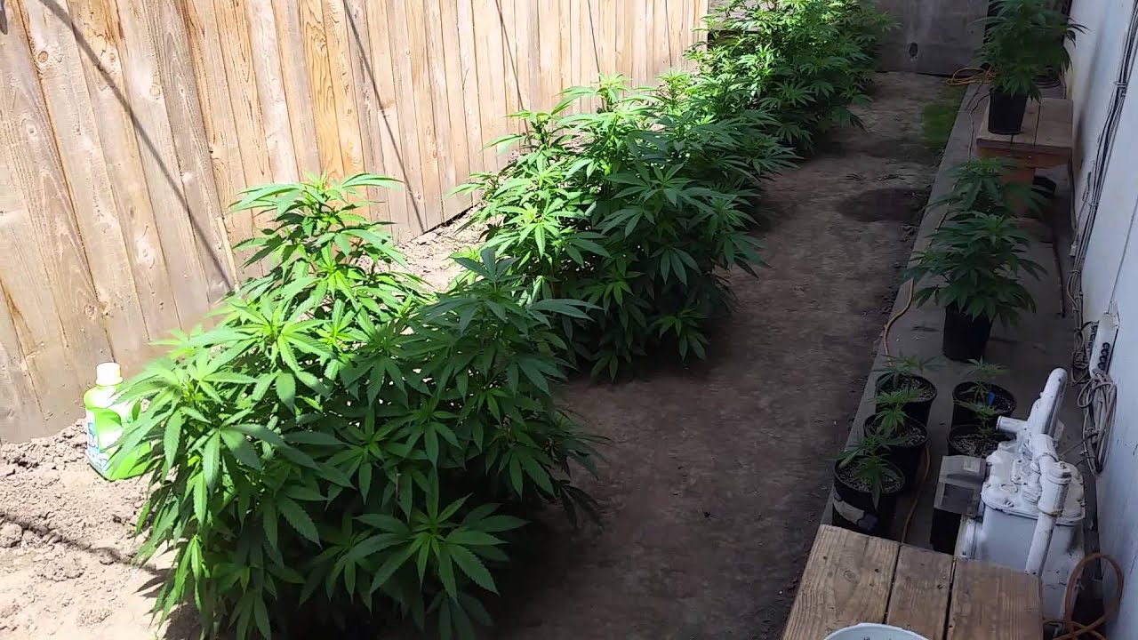 OMMP Outdoor Grow 2014
