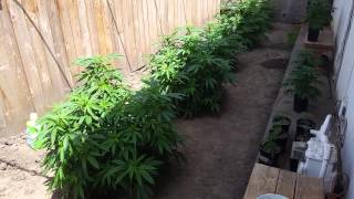 OMMP Outdoor Grow 2014