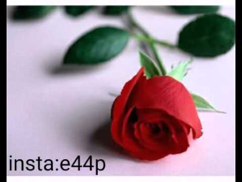 شيلة شبيه الورد