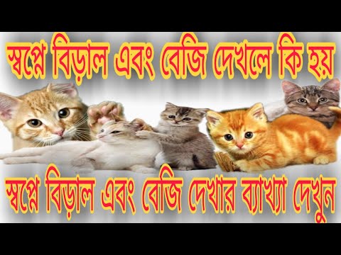 ভিডিও: আদা বিড়াল বা একটি বিড়াল কেন স্বপ্নের বই থেকে স্বপ্ন দেখে: বিভিন্ন স্বপ্নের বর্ণনা, স্বপ্নের আধুনিক এবং বিকল্প ব্যাখ্যা