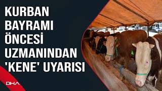 Kurban Bayramı öncesi uzmanından 'kene' uyarısı