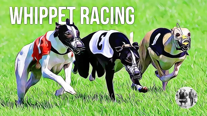Whippet Racing