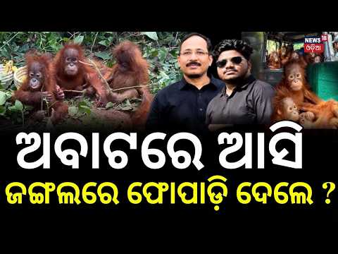 ଜଙ୍ଗଲରେ ଫୋପାଡ଼ିଦେଲେ ! Orangutan Case: Digha Hotel Exposed | STF Investigates Wildlife Trafficking