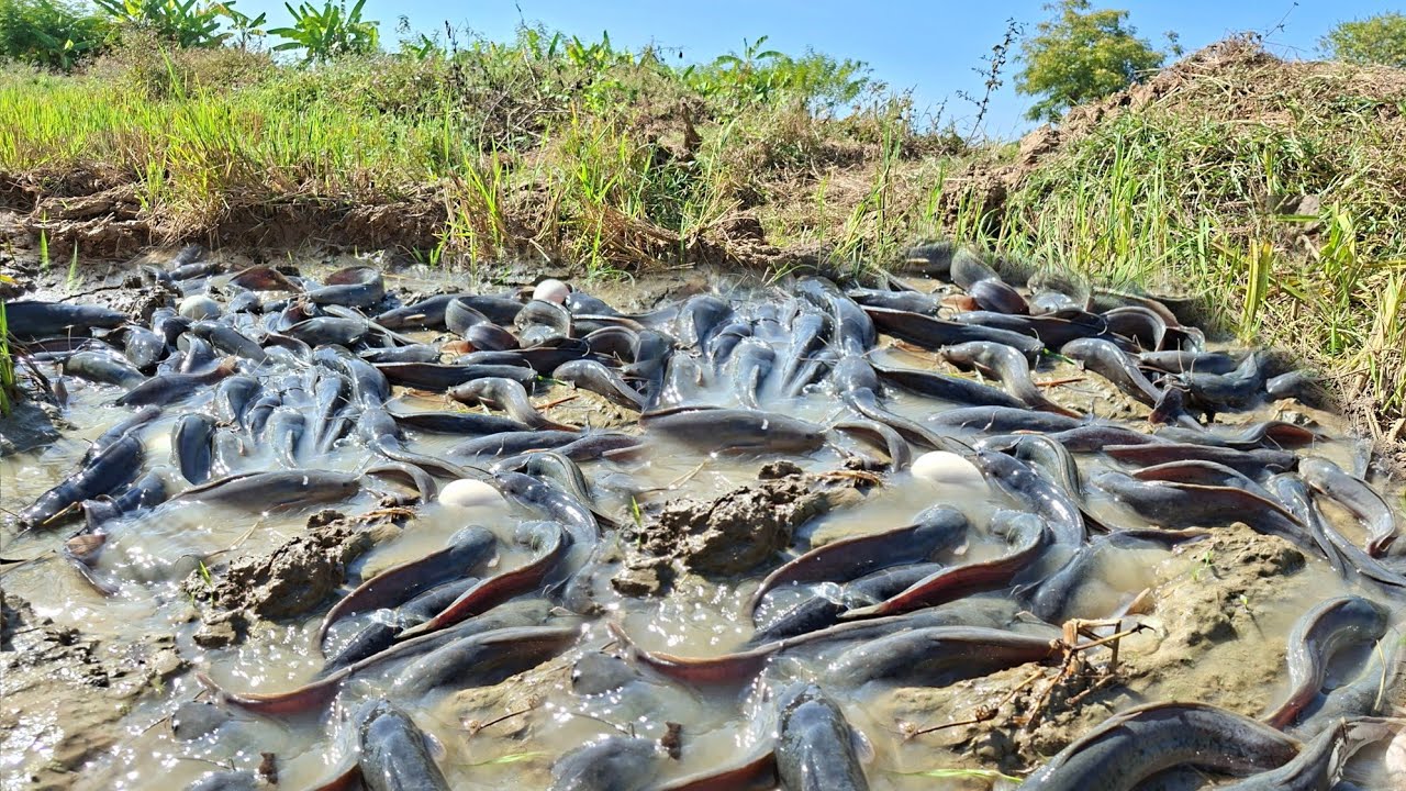 A farmer collects eggs and catches many fish in a rice field