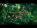 1 Hour of Gentle Rain Sounds for Sleep, Relaxation &amp; Meditation | Rain in Nature