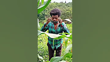 Koraputia Desia Video Song 