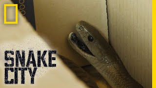 That's a Snake in a Box! | Snake City