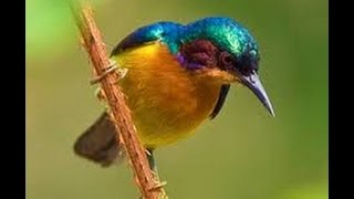 berburu burung kolibri, dengan pemikat mp3