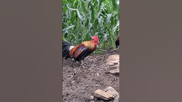 gà rừng mã vàng mùa này vẫn còn rất xong.qaib qus daj khav theeb tiag tiag