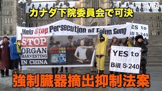 強制臓器摘出抑制法案 カナダ下院委員会で可決|新唐人| ニュース| 臓器狩り|良心の囚人| 法輪功