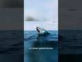 Киты умнее людей? 🐋🧠 #океан #мореживотных #природа #шортс #интересно