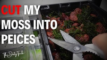 How To Grow A Ton Of Java Moss Fast