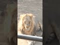 lion view from Safari park Ambardi !