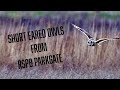 Short Eared Owls