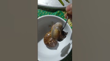 Đây Là Một Loài Ốc Núi Đá