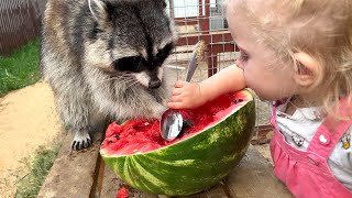 SERVAL IS SHOCKED BY DOUBLE VISION / Raccoons share watermelon with children