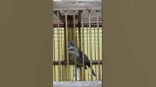 Sikatan bubik belajar bunyi