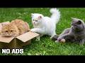 12 Hours Calming Music for Cats 💖 Soft Night Music to Calm Lonely Cats