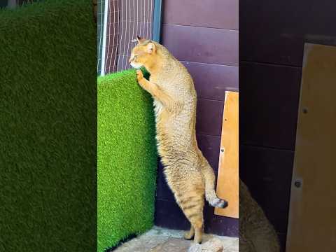 Видео: Камышовый кот Босс высматривает Торви и Марту 😹