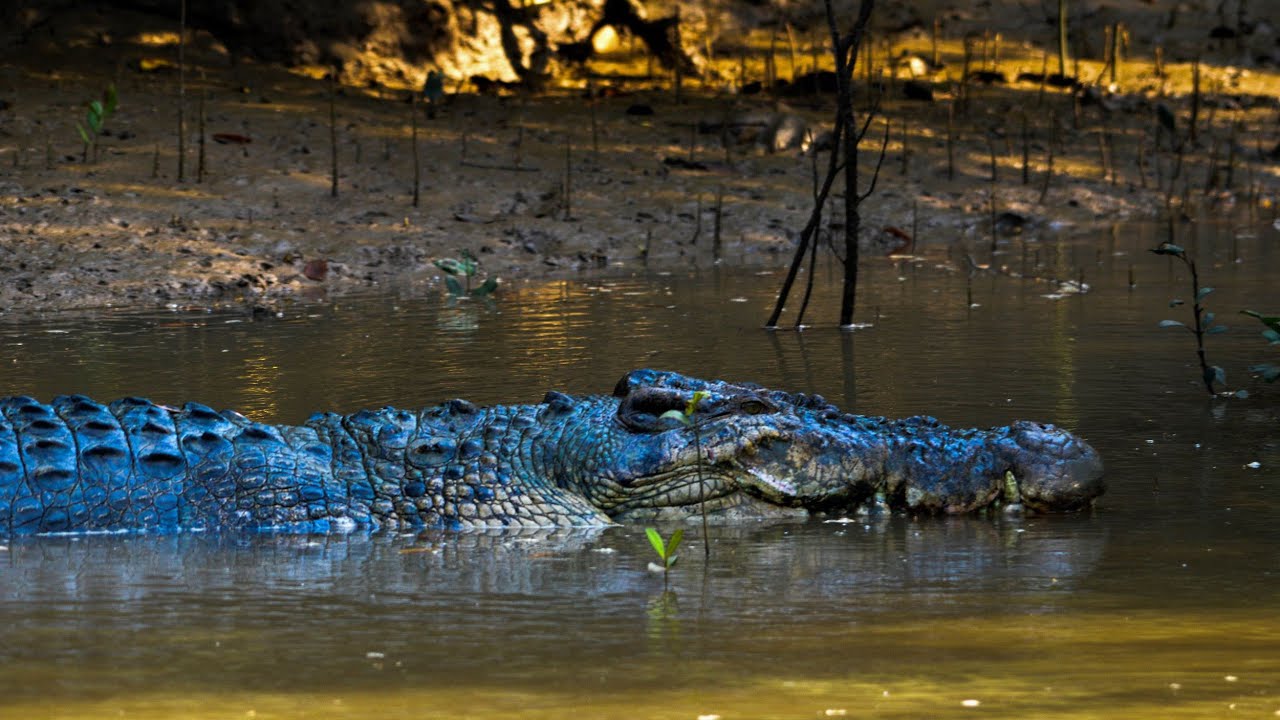 Crocodile attack fisher men