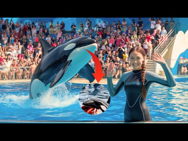 The Terrifying Final Moments of Orca Trainer Lena Warrick That Shook the World - YouTube
