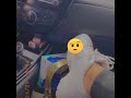 طوط طوط هسه يجيك المضغوط