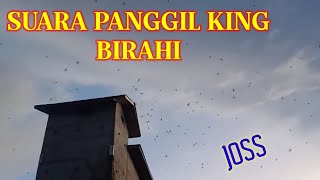 SUARA PANGGIL BURUNG WALET !!! KING BIRAHI