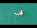 Lyme Regis Reggie the dolphin playing with a sea bass in Dorset