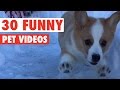 30 funny pets animal compilation 2016