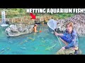 Netting mystery aquarium fish in hidden waterfall