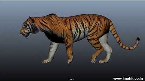 Portfolio - Mohit Gupta