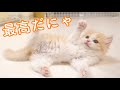 初めての猫じゃらしに大興奮！何度も回転しちゃう子猫がかわいい...