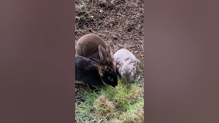 Rex Rabbits herd of doe October 30,2021