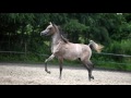 Straight Egyptian colt -MUSALIH AL ZALIA