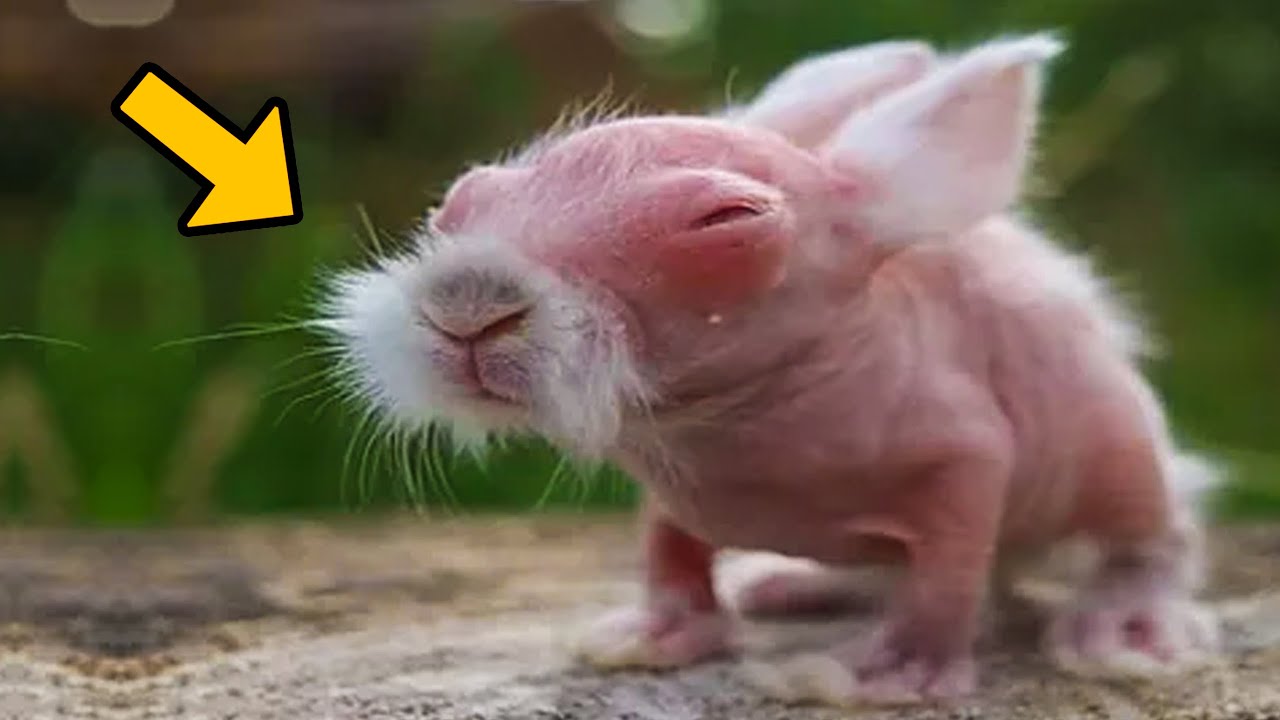 Man Thinks He Saved a Rabbit — When the Vet Sees It, He Turns Pale!