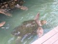 串本海中公園　海ガメ の動画、YouTube動画。