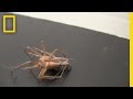 Watch: Kinky Male Spiders Tie Up Females to Survive Sex | National Geographic