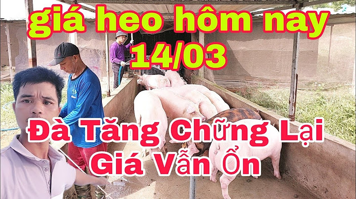 Giá lợn hơi xuất chuồng hôm nay tại thanh hóa năm 2024