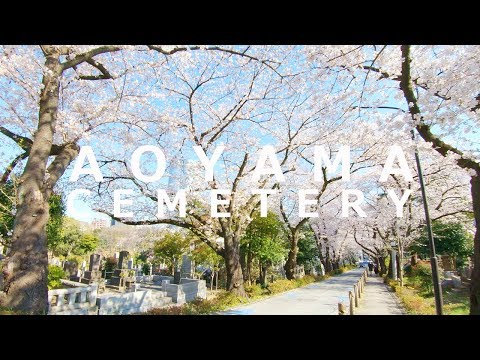 TOKYO Cherry Blossoms 2019 At Aoyama Cemetery - 4K 50fps