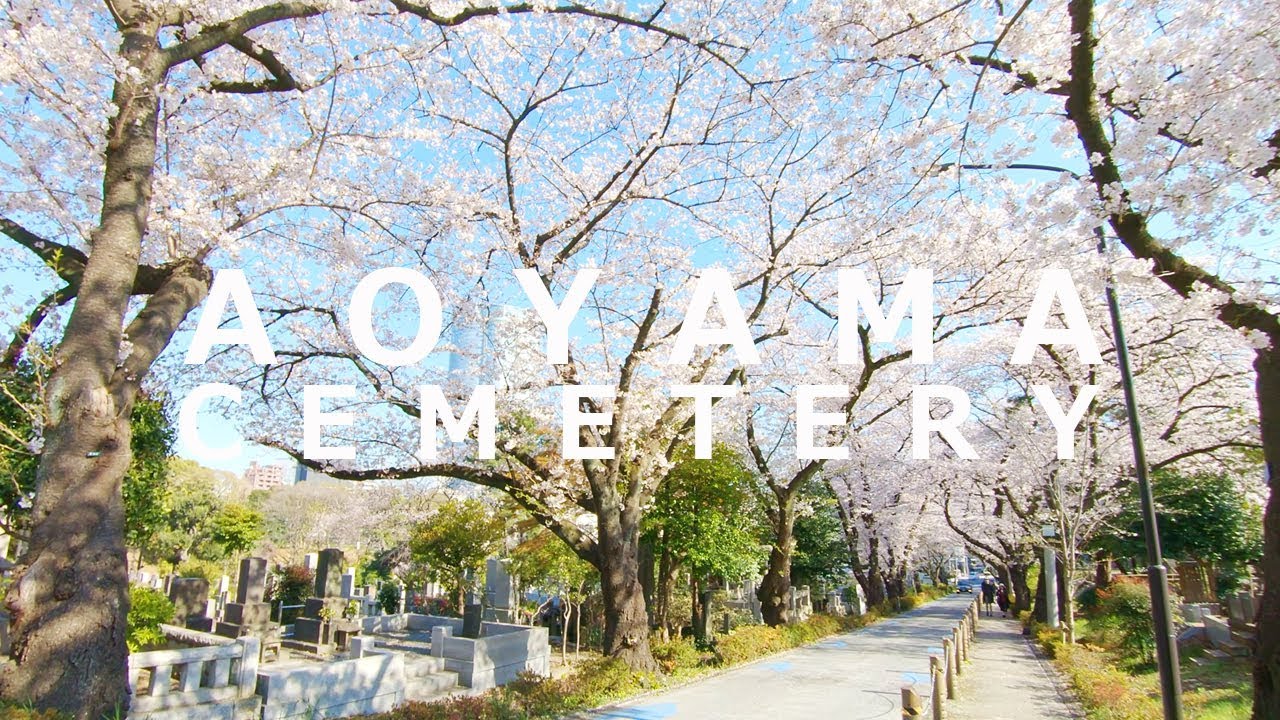 海外 ハチ公のお墓参りに行きたい 青山霊園の桜並木の美しさに海外からも反響 海外の反応 海外の反応 ニッポンの翻訳 海外 ハチ公のお墓参りに行きたい 青山霊園の桜並木の美しさに海外からも反響 海外の反応 海外の反応 ニッポンの翻訳