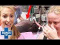 Her swollen belly is going to explode  dogs twisted stomach surgery  bondi vet clips  bondi vet