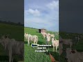 El Vaquero Habla… ¡y el Ganado Obedece! 😂🐂