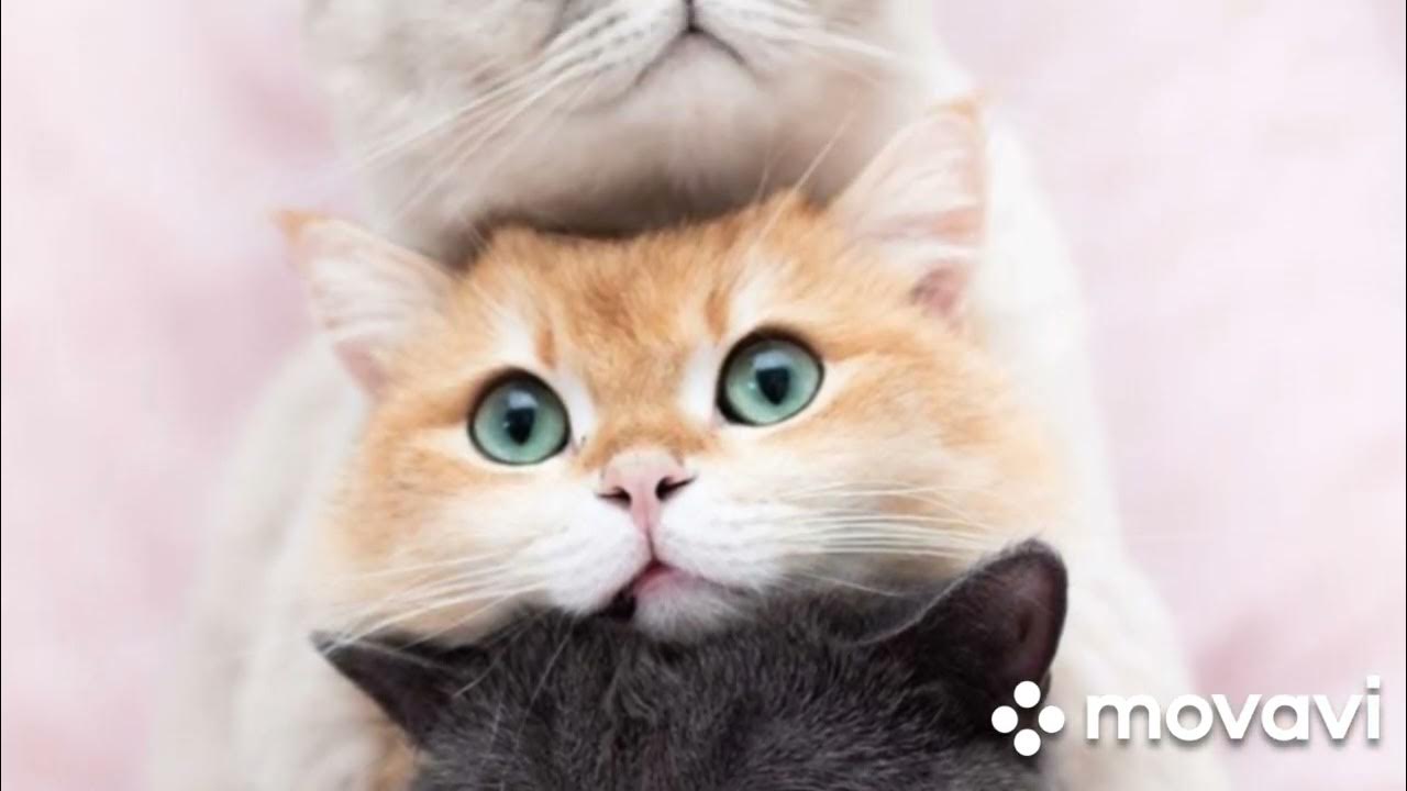 кошки 🐱 - YouTube